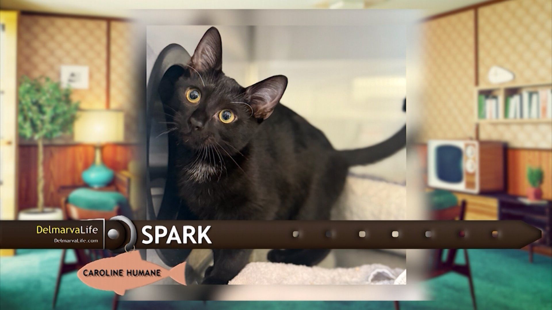 Pet Connect - 09/19/25